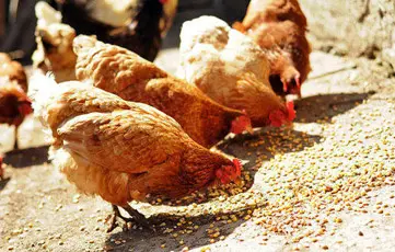 Shams Al Khuld For General Trading & Oil Services‏