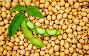 Shams Al Khuld For General Trading & Oil Services‏